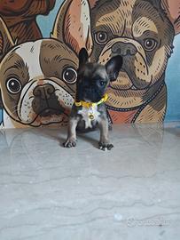 Bulldog francese
