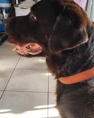 Labrador chocolate per monte