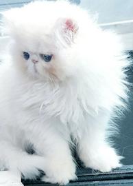 Gattini è gatti persiani ipertipici