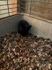 Coniglietti testa di leone