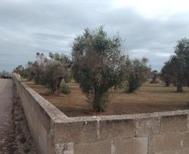 Terreno agricolo
