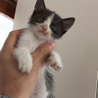 Gattini