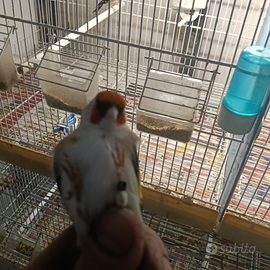 Cardellino mayor favato