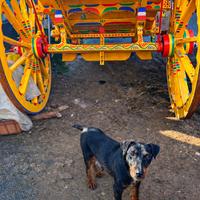Cuccioli di jagdterrier disponibili