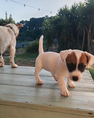 Cuccioli di Jack Russel