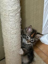 Maine coon