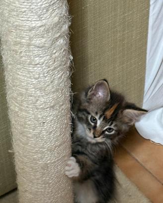 Maine coon