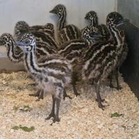 Emu'