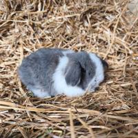 Coniglio ariete minilop