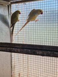 Parrocchetto dal collare