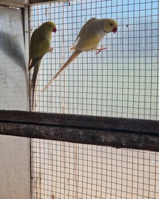 Parrocchetto dal collare