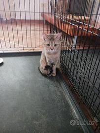British Shorthair Black Golden 