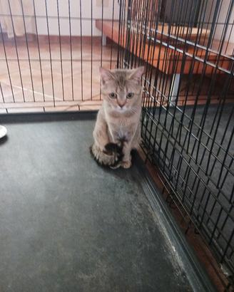 British Shorthair Black Golden 