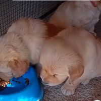 Golden retriever americano con pedigree