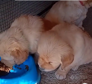 Golden retriever americano con pedigree