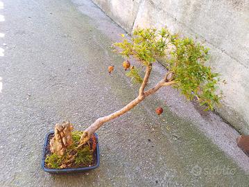bonsai melograno 