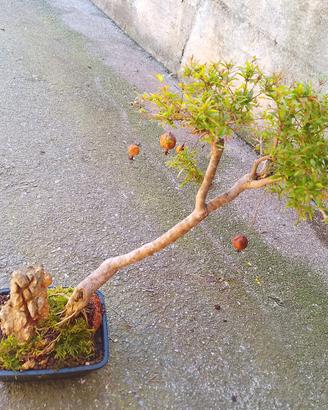 bonsai melograno 