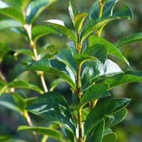 Ligustro Ovalifolium