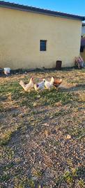 Galline