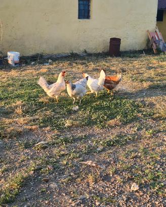 Galline