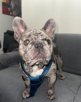 Bulldog francese