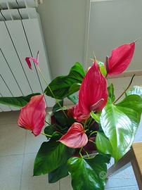 Anthurium Andreanum - Giglio fiammingo