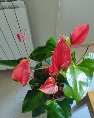Anthurium Andreanum - Giglio fiammingo