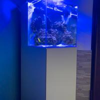 Acquario marino completo 60L