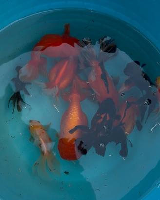 Oranda pesci rossi