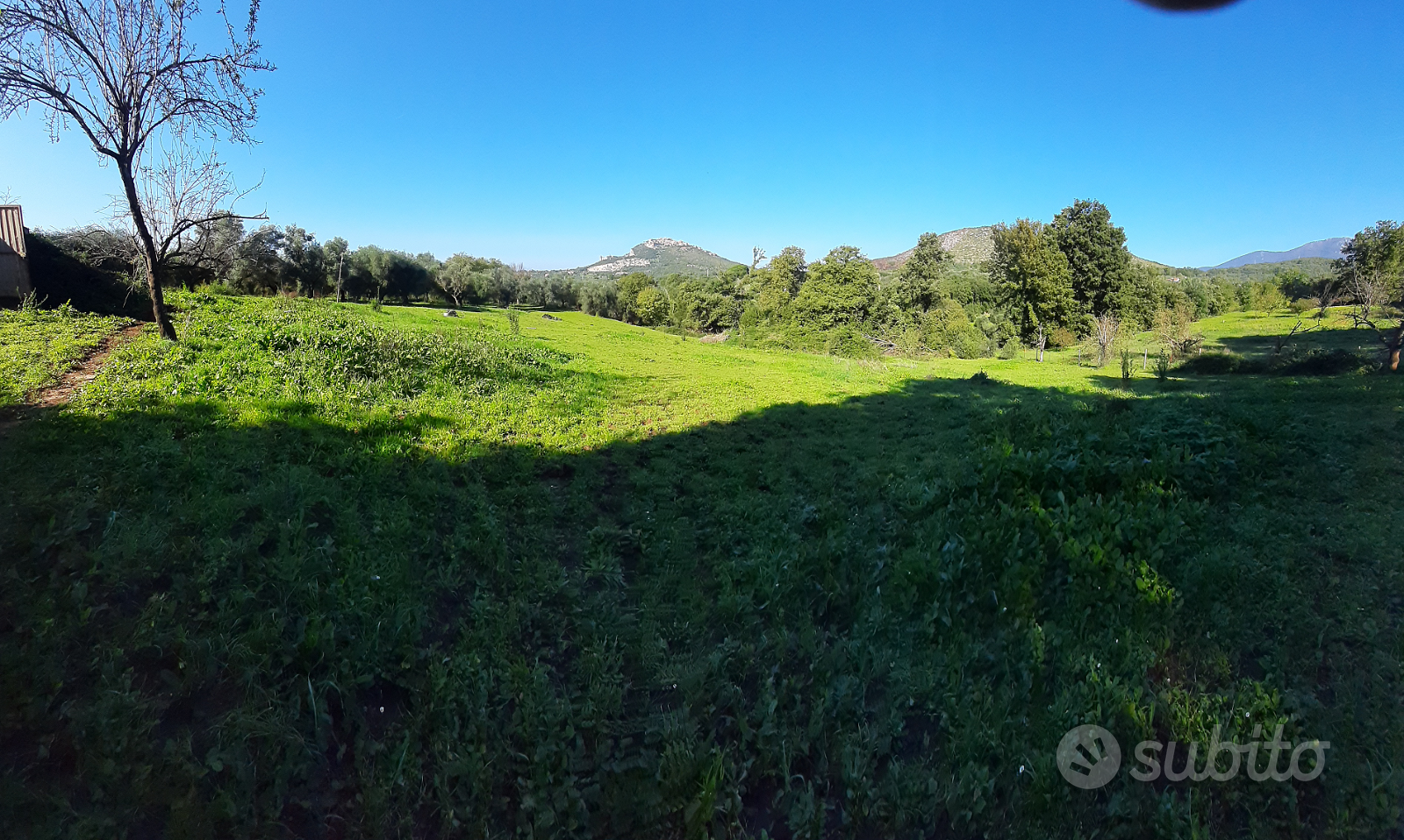 Terreno con Uliveto 1 Ettaro - Vista 3