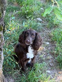 Cagnolina cocker con pedigree