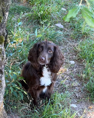 Cagnolina cocker con pedigree
