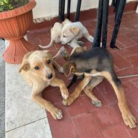 Cane piccolini