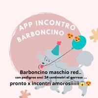 Stalloncino red toy desidera fidanzata