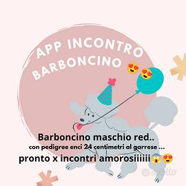 Stalloncino red toy desidera fidanzata