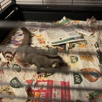 Petauro dello zucchero