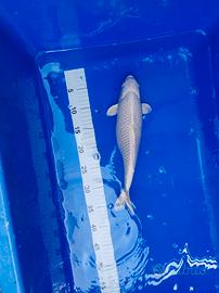 Carpa platino