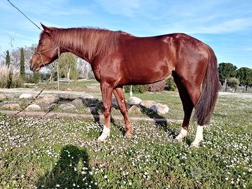 Qh 4 anni