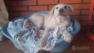 Cucciolo Leolino agnellino tg M/L in adozione