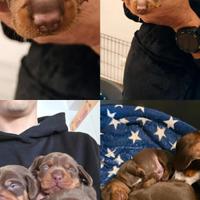 Bassotti cioccolato taglia nana