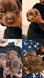 Bassotti cioccolato taglia nana