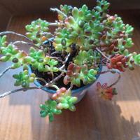 pianta sedum rubrotinctum