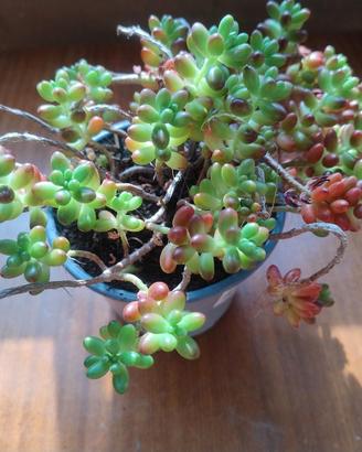 pianta sedum rubrotinctum