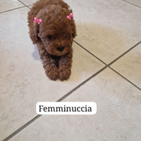 Barboncino toy red