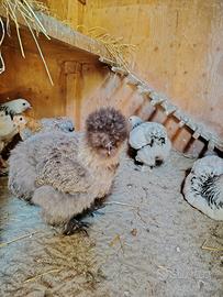 Pulcini galline ornamentali