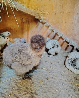 Pulcini galline ornamentali