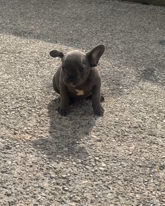 Cucciolo di bulldog francese Blu
