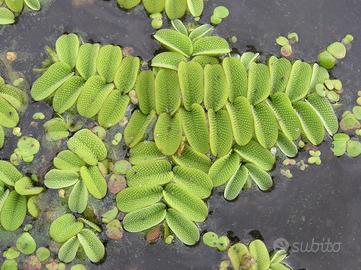 Salvinia Natans  S.cambio 
