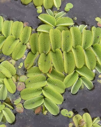 Salvinia Natans  S.cambio 