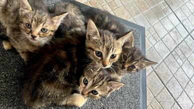 Gattini 2 mesi